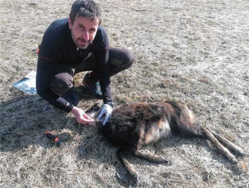 Woran ist die Gams gestorben? Wildtierbiologe Jochen Grab untersucht den Tierkadaver in Oberaudorf. Foto Sautter