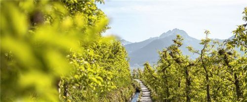 Zwei Stunden dauert die Runde durch die Apfelgärten des Marlinger Waalwegs im Meraner Land/Südtirol. Foto IDM Südtirol/Patrick Schwienbacher