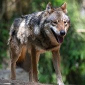 Der Wolf sorgt immer wieder für Aufsehen