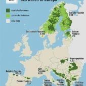 Gehört der Bär nach Bayern?