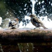 Spatzen-Schwund in der Stadt