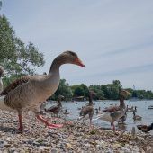 Gans schön dreckig!