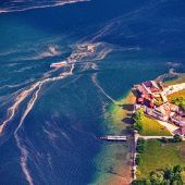 Gelbe Pollenflut aus dem Fichtenwald
