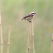 500 Bambusstäbe für das Braunkehlchen