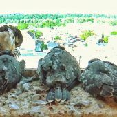 Jungfalken starten bald erste Flugversuche