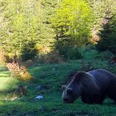 Bär reißt in Tirol 15 Schafe