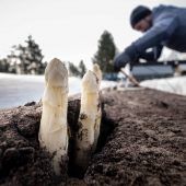 Spargelbauern leiden unter Billigimporten