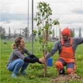 Für Kolbermoor einen Birnbaum gespendet