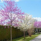 Stadtführung von Baum zu Baum