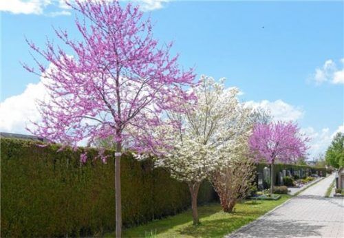 Am Friedhof blühen die Judasbäume. Foto Riediger