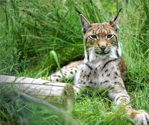 Bei der Erlebnistour: „Die Rückkehr des Luchses in den Pfälzerwald“ begeben sich die Teilnehmer auf die Spuren der größten heimischen Katze.Foto djd/www.wwf.de/Robert Günther