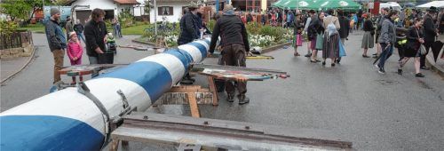 Der Maibaum in Aising kurz vor dem Aufstellen. Foto Schlecker