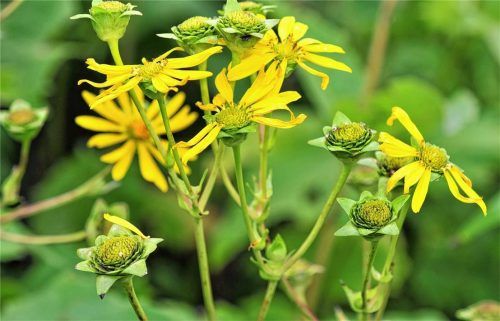 Die „Durchwachsene Silphie“ ist einen Pflanzenart, die sich als Alternative zum Maisanbau für die Biogasproduktion eignet. Nicht abgerufene Fördermittel für deren Anbau sollen nun zur Finanzierung der Saatgut-Ausgabe zum Erhalt der Artenvielfalt hergenommen werden.Foto DPA