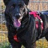 Eindeutiger Lieblingshund