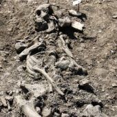 Forscher stoßen auf 50 Skelette