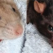 Vom Karton aus ins Tierheim Ostermünchen
