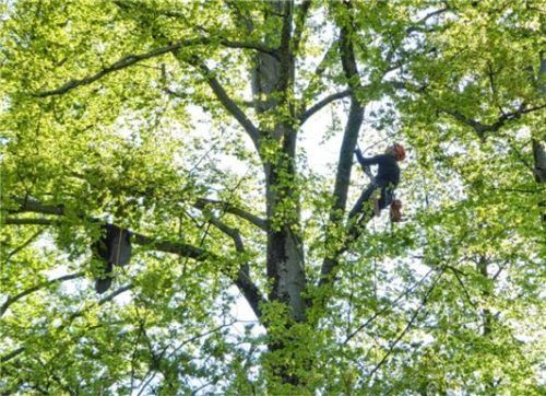 Hier ist eine Baumkontrolle nur am Kletterseil möglich.