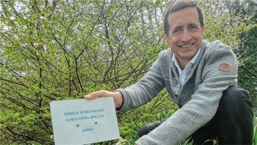 Kurdirektor Peter Helfmeyer versieht die Ährige Scheinhasel mit einem Baumschild.Foto Tourist-Info