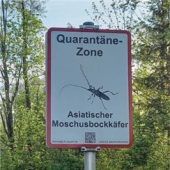 Asiatisches Insekt treibt sein Unwesen