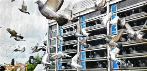 Die Brieftauben starten wieder in die Saison. Foto Stache