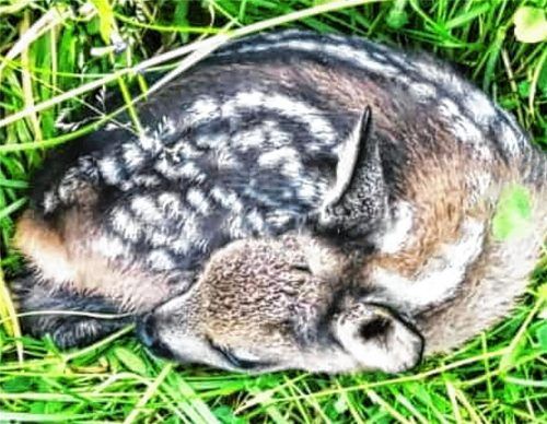 Versteckt sich im Gras: Dieses Rehkitz ist „frisch gesetzt“, sagt Jäger Jürgen Halder. Foto re
