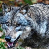 Wolfsresolution fällt im Landtag durch