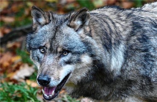 Wer haftet bei wolfsbedingtem Herdenausbruch? Auch diese Frage wurde in der vom Landwirtschaftsausschuss abgeschmetterten Resolution des Grassauer Gemeinderats behandelt. Foto DPA