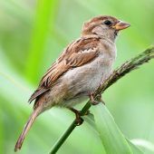 Gleitschirmflieger stürzt auf Baustelle Spatz ist häufigster Gartenvogel  Klinik in Agatharied komplett saniert Mäusejagd: Mann schießt sich in Hand Mann verunglückt mit Traktor tödlich