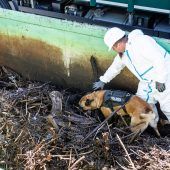 Mit Spürhunden im Fluss