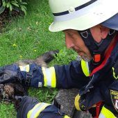 Feuerwehr rettet Katzen vor Feuer