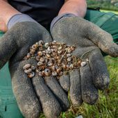 Maikäferplage sorgt Milchbauern