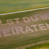 Heiratsantrag im Maisfeld