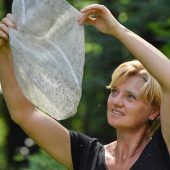Die Saison der Stechmücken