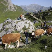 Die Almbauern schlagen Alarm