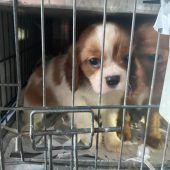 Tiertransport gestoppt: 72 Welpen beschlagnahmt