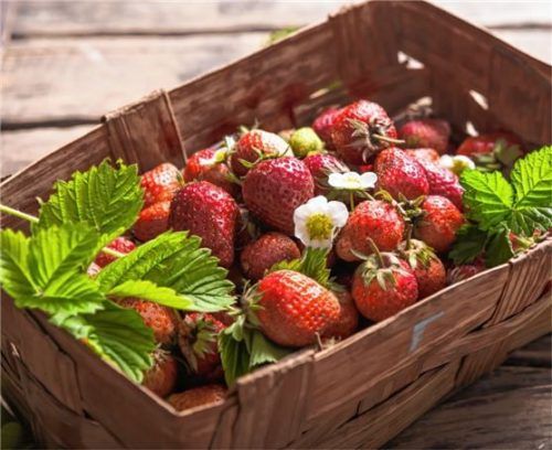 Bei den alten Germanen waren Erdbeeren als „Liebesfrucht“ bekannt. Foto Adobestock