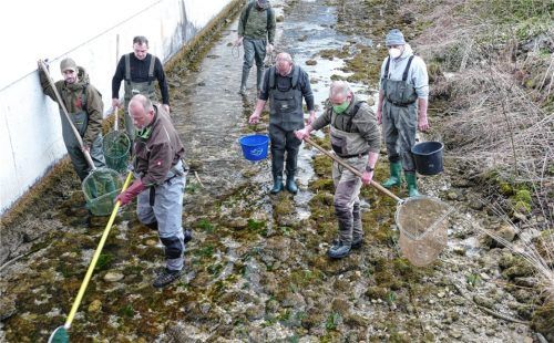 Bei der Aktion des Abfischtrupps des Sportfischereivereins E. W. Sachs wurden aus dem Kiefer- und Mühlbach an einem Tag über 500 Fische umgesetzt.Foto Hoffmann