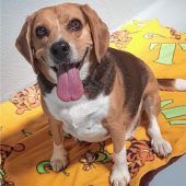 Tommy – ein dicker Hund mit festen Grundsätzen