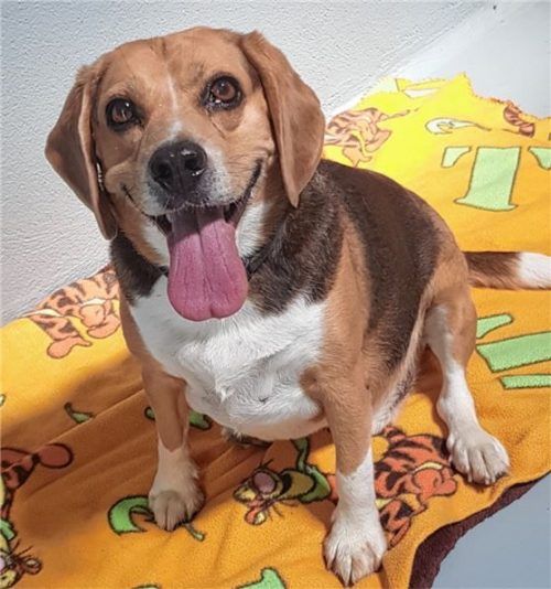 Dick und verschmust ist der Beagle Tommy, der im Tierheim Ostermünchen auf einen neuen Alterswohnsitz bei einer liebevollen Familie wartet. Foto  Re