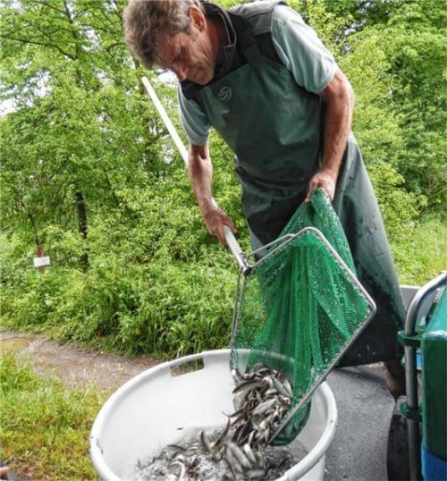 Einsatz für einen seltenen Fisch: Robert Zamzow vomBayerischen Landesamt für Umwelt beim Nasenbesatz an der Murn. Foto Bayerisches Landesamt für Umwelt
