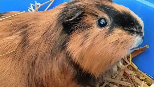 Glatthaar-Meerschweinchen-Dame „Keks“ ist circa vier Jahre alt und sucht ein Zuhause mit Artgenossen.Foto Tierheim Ostermünchen