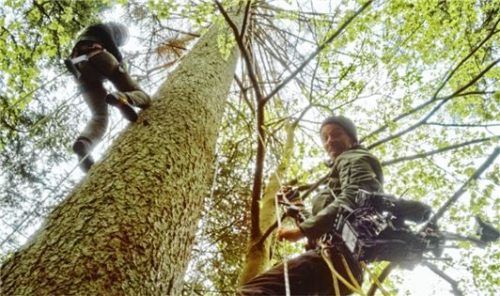 In den Baumkronen des Bayerischen Waldes: der Kameramann bei Dreharbeiten für den Film „Der Wilde Wald“.