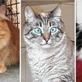 Drei Katzen suchen Frieden im gemeinsamen Heim