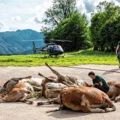 Entsetzen über Tierdrama