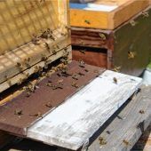 Wunderwelt der Bienen