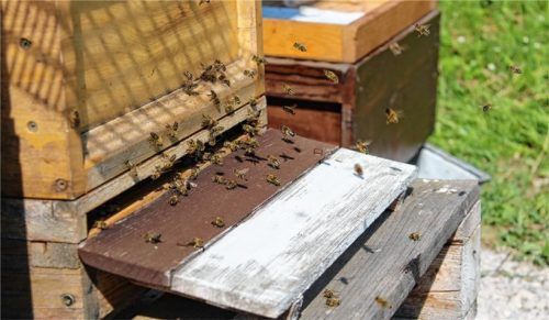 Reger Verkehr am Eingang eines Bienenstocks am Lehrbienenstand Tuntenhausen. Fotos Katharina Heinz
