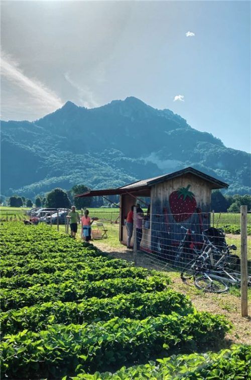 Selbst gepflückt sind die Erdbeeren besonders frisch und schmecken am besten. In der traumhaften Kulisse der Region bietet der Ausflug auf die Erdbeerfelder der regionalen Anbieter erholsame Stunden. Foto Niederthanner