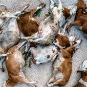 Unfall mit Wolf lässt aufhorchen