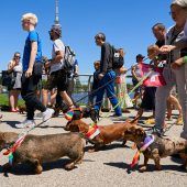 Das große Dackeln zu Olympia