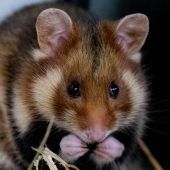 DIESE WILDTIERE LEBEN IN BAYERN